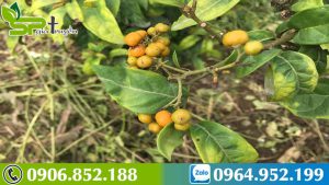 uong-cay-xa-den-co-tac-dung-phu-khong