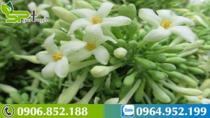 tri-ho-voi-hoa-du-du-duc-ngam-mat-ong