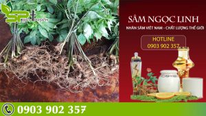 cach-tinh-tuoi-sam-ngoc-linh