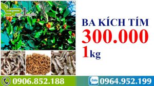 gia-ban-ba-kich-tim