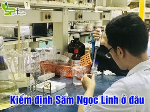 kiem-dinh-sam-ngoc-linh-o-dau