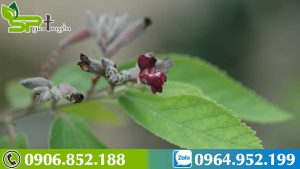 phan-biet-cay-an-xoa-that-gia