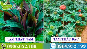 phan-biet-tam-that-bac-voi-tam-that-nam