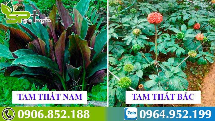 Cách nhận biết củ tam thất nam và tam thất bắc?
