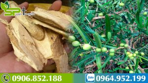 phan-biet-xao-tam-phan-that-gia