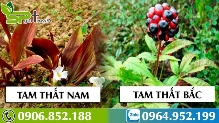 so-sanh-tam-that-bac-voi-tam-that-nam