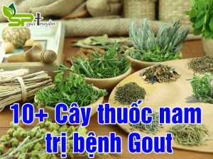 thuoc-nam-tri-benh-gout