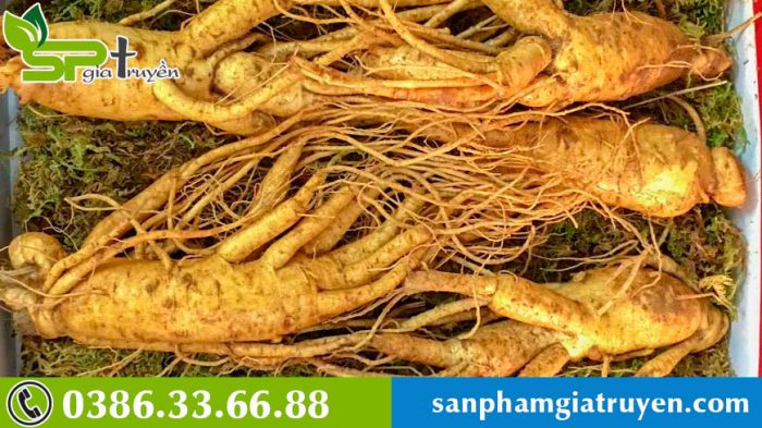 cach-tinh-tuoi-sam-han-quoc-5