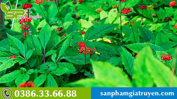 cach-tinh-tuoi-sam-han-quoc-7