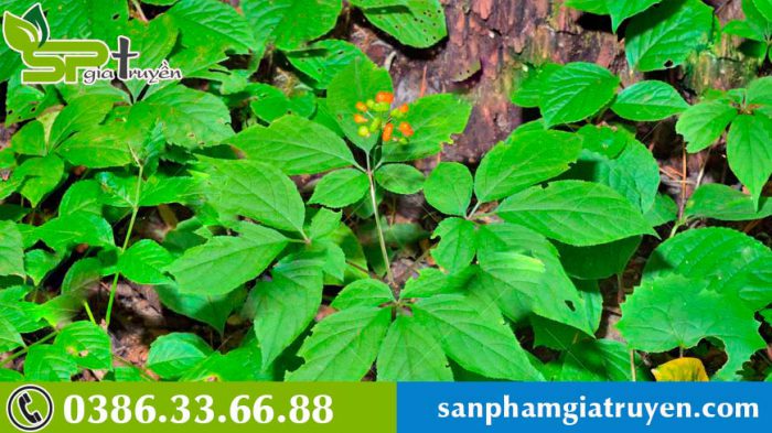 cach-tinh-tuoi-sam-han-quoc-8