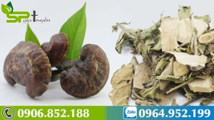 cay-xa-den-ket-hop-voi-nam-lim-xanh