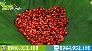 hat-giong-sam-ngoc-linh-1