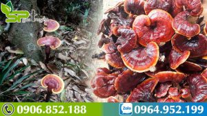 nam-lim-xanh-chua-ung-thu