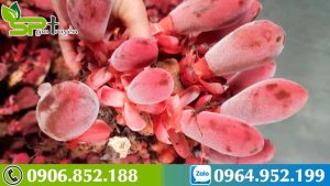 tac-dung-cua-nam-ngoc-cau