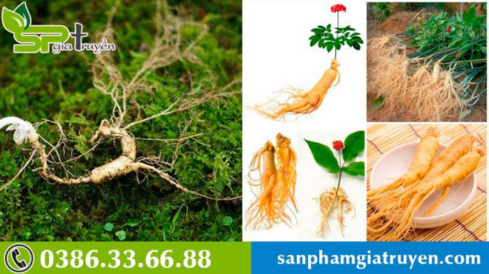 tac-dung-phu-sam-han-quoc