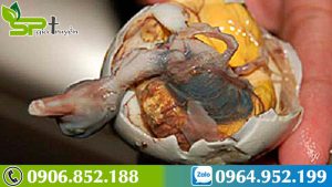 cach-tang-can-bang-trung-vit-lon-1