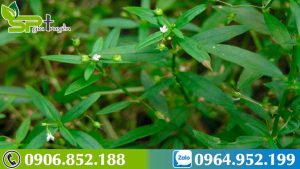 dac-diem-cay-bach-hoa-xa-thiet-thao