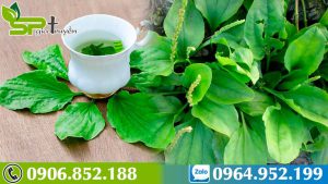 dac-diem-cua-cay-ma-de