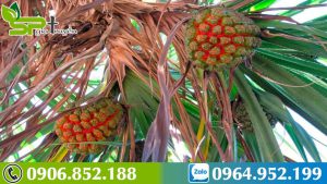 dac-diem-qua-dua-dai