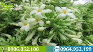 bai-thuoc-tri-ho-bang-hoa-du-du-duc-1