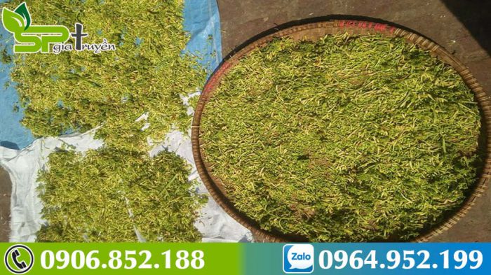 bai-thuoc-tri-ho-bang-hoa-du-du-duc-2