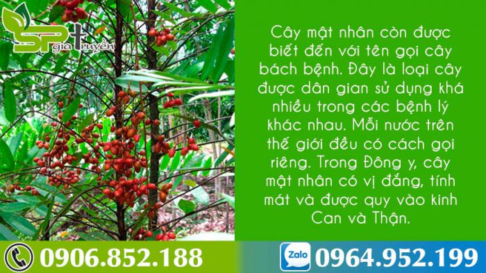 bai-thuoc-tu-cay-mat-nhan