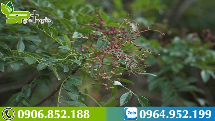 bai-thuoc-tu-cay-ung-bat-bac