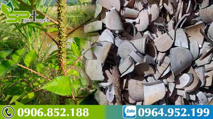 cach-dung-cay-ung-bat-bac