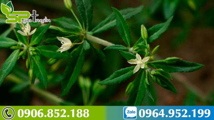 cong-dung-cua-rau-dang-dat