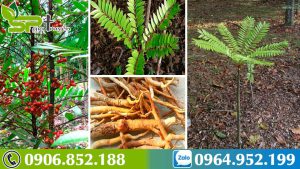 dac-diem-cay-mat-nhan