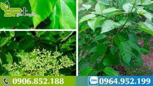 dac-diem-cay-vong-cach