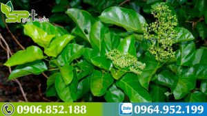 dac-diem-cua-cay-la-gan