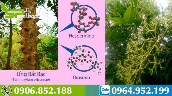 dac-diem-cua-cay-ung-bat-bac