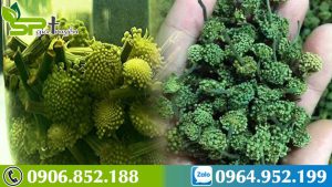 ruou-ngam-nu-tam-that