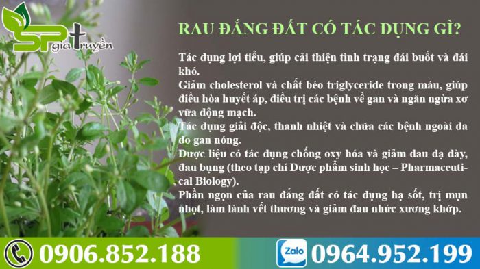 tac-dung-cua-rau-dang-dat