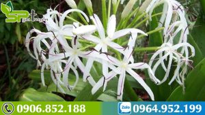 dac-diem-cay-trinh-nu-hoang-cung