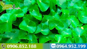 dac-diem-cua-cay-rau-ma