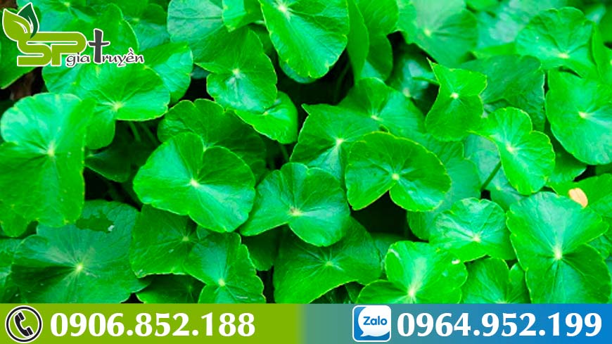 Cây Rau Má: Đặc điểm, tác dụng và cách sử dụng hiệu quả