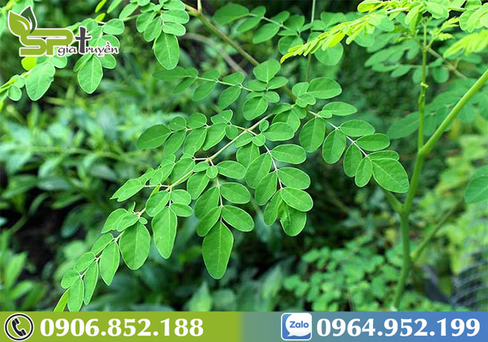 dung-cay-chum-ngay-kieng-gi