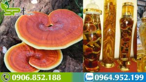 nam-linh-chi-ngam-ruou