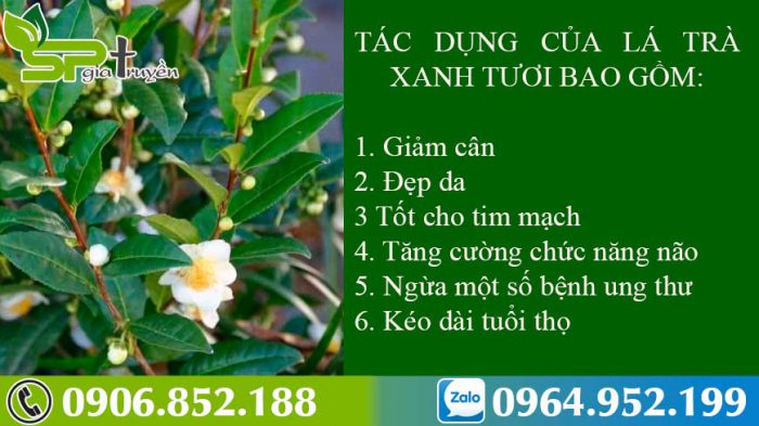 tac-dung-cua-tra-xanh