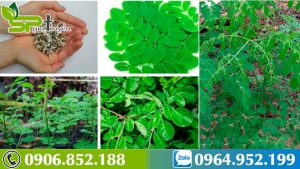 tim-hieu-ve-cay-chum-ngay