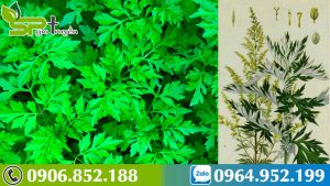 tim-hieu-ve-cay-ngai-cuu