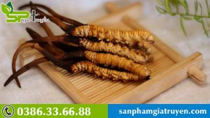 cach-dung-dong-trung-ha-thao-kho-1