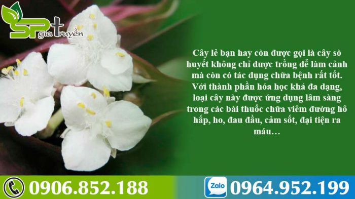 cay-le-ban-la-gi