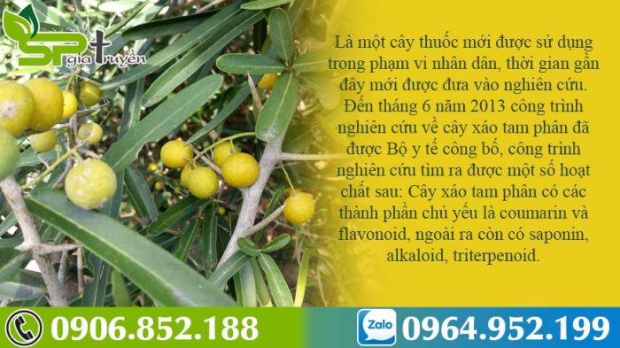 cay-than-xa-la-cay-gi