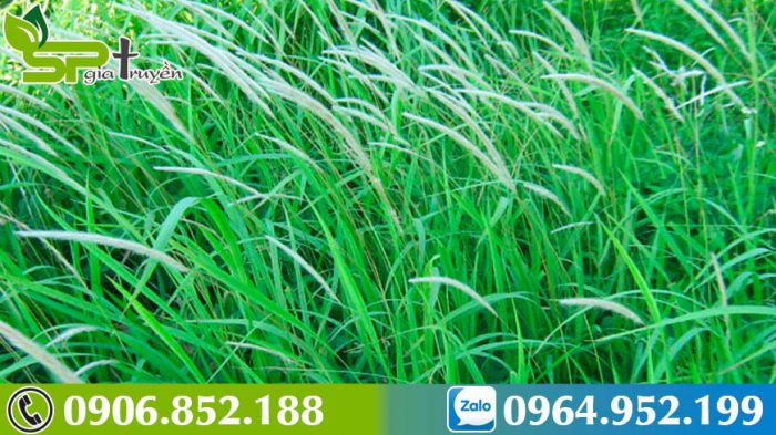 dac-diem-cay-co-tranh