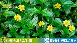 dac-diem-cay-sai-dat