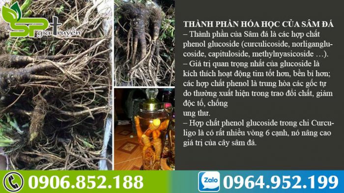 thanh-phan-duoc-chat-trong-sam-da