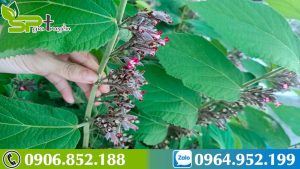 uong-cay-an-xoa-bi-tieu-chay